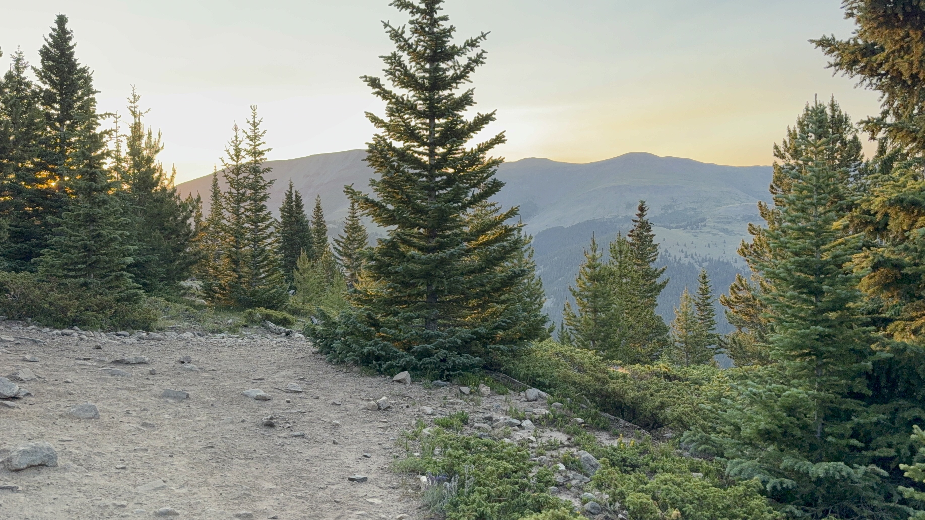 Sunrise over the pines