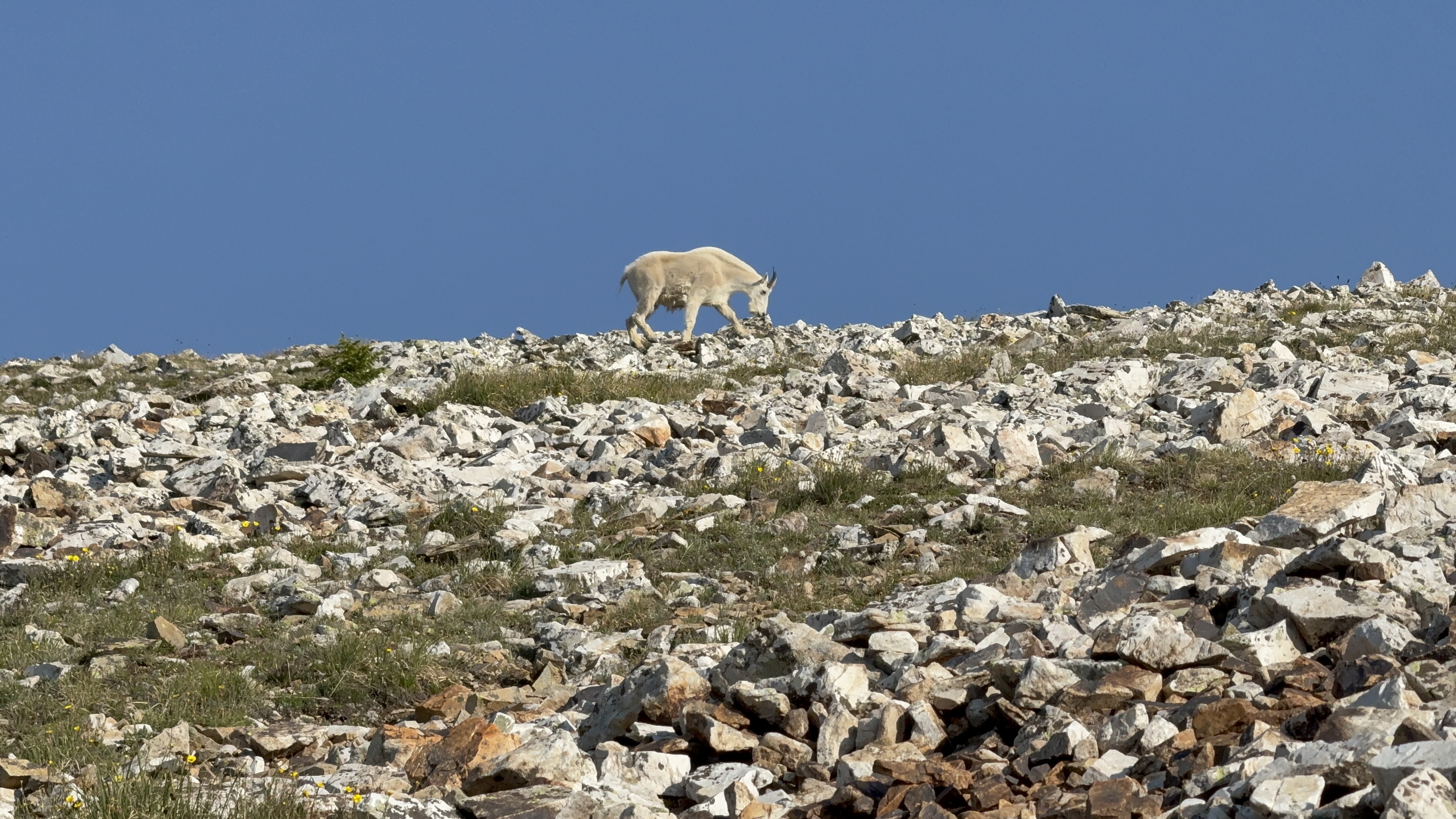 Mountain goat on the ridge